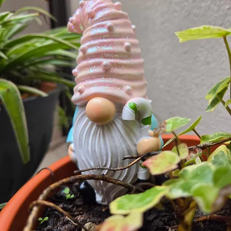 Daire Teodorico Ravenna